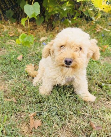 Maltipoo Mix Mädchen rina