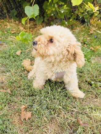 Maltipoo Mix Mädchen rina