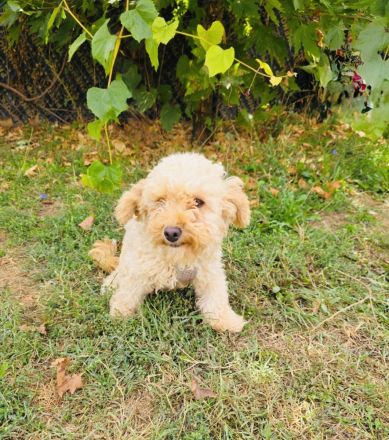 Maltipoo Mix Mädchen rina