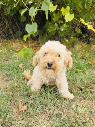 Maltipoo Mix Mädchen rina