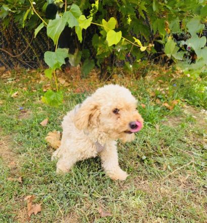 Maltipoo Mix Mädchen rina