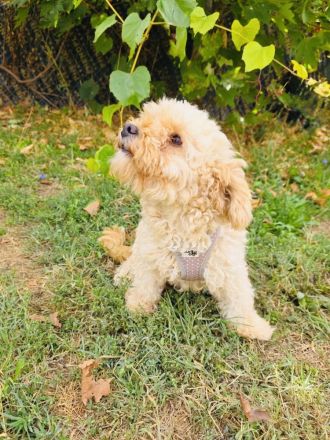 Maltipoo Mix Mädchen rina