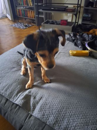 ❗️ANGEBOT❗️Mischlings-Hund
