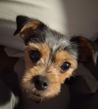❗️VERKAUFEN v. privat = Rüden 9-Monate