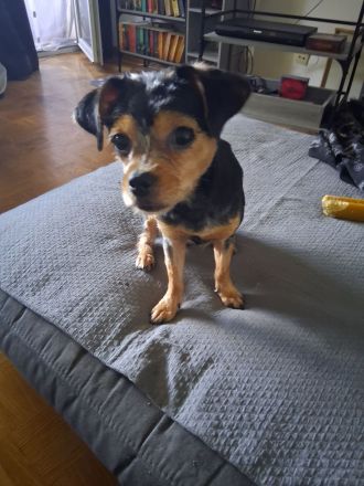 ❗️ANGEBOT❗️Mischlings-Hund