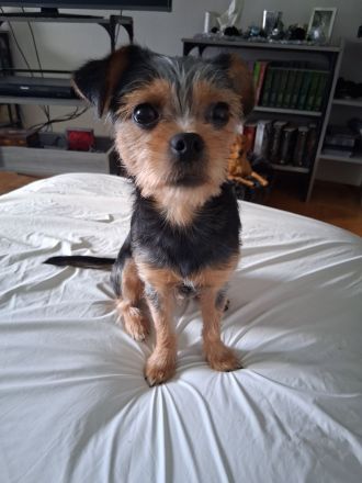 ❗️VERKAUFEN v. privat = Rüden 9-Monate