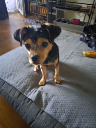 ❗️ANGEBOT❗️Mischlings-Hund