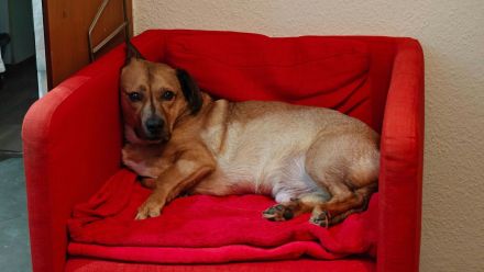Tobi in 96103 Hallstadt sucht sein Für-immer-Zuhause