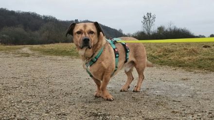 Tobi in 96103 Hallstadt sucht sein Für-immer-Zuhause