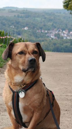 Tobi in 96103 Hallstadt sucht sein Für-immer-Zuhause