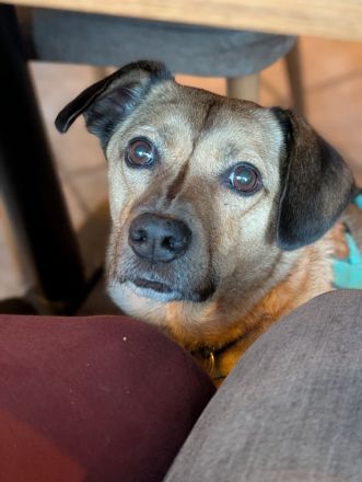 Tobi in 96103 Hallstadt sucht sein Für-immer-Zuhause