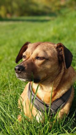 Tobi in 96103 Hallstadt sucht sein Für-immer-Zuhause