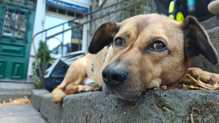 Tobi in 96103 Hallstadt sucht sein Für-immer-Zuhause