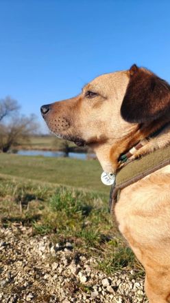 Tobi in 96103 Hallstadt sucht sein Für-immer-Zuhause