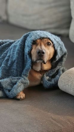 Tobi in 96103 Hallstadt sucht sein Für-immer-Zuhause