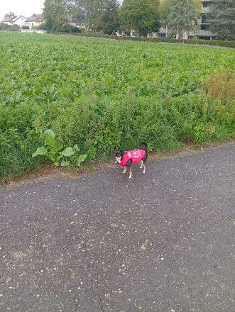 Kleine Hunde Rea