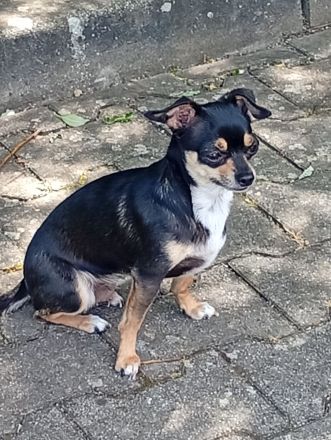 Kleine Hunde Rea