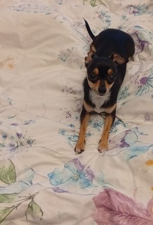 Kleine Hunde Rea