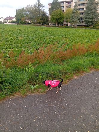 Kleine Hunde Rea