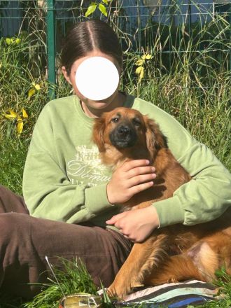 Aramis: Sanftes Musketier sucht sein Für-immer-Zuhause