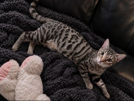 Bengal Katze