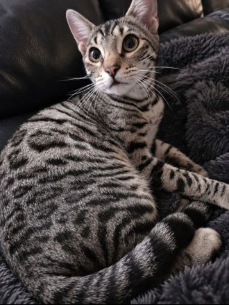 Bengal Katze