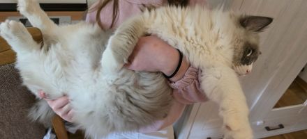 Wunderschöner Ragdoll-Jungkater (9 Monate) Blaue Augen | Kastriert | Premium-Zubehör