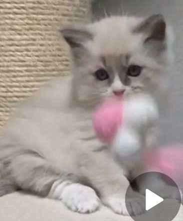 Wunderschöner Ragdoll-Jungkater (9 Monate) Blaue Augen | Kastriert | Premium-Zubehör