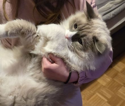 Wunderschöner Ragdoll-Jungkater (9 Monate) Blaue Augen | Kastriert | Premium-Zubehör