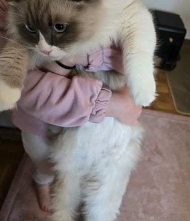 Wunderschöner Ragdoll-Jungkater (9 Monate) Blaue Augen | Kastriert | Premium-Zubehör