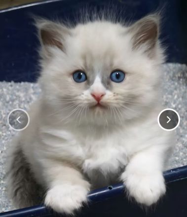 Wunderschöner Ragdoll-Jungkater (9 Monate) Blaue Augen | Kastriert | Premium-Zubehör