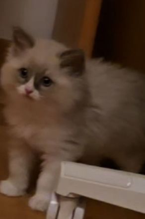 Wunderschöner Ragdoll-Jungkater (9 Monate) Blaue Augen | Kastriert | Premium-Zubehör