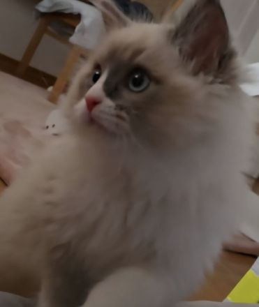 Wunderschöner Ragdoll-Jungkater (9 Monate) Blaue Augen | Kastriert | Premium-Zubehör