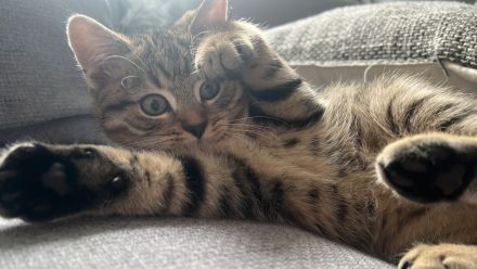 Zwei süße BKH Kitten suchen gemeinsam ein liebevolles Zuhause