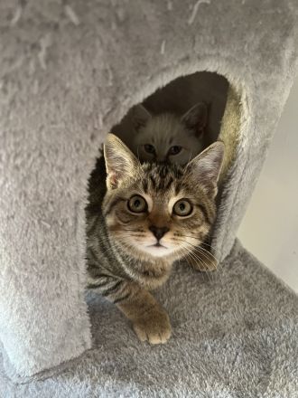 Zwei süße BKH Kitten suchen gemeinsam ein liebevolles Zuhause