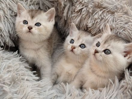 BKH/EKH Mix Kitten