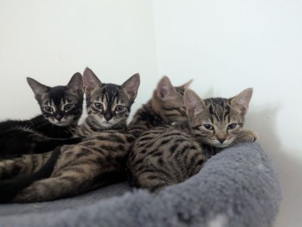 3 Monate Baby Kitten Bengal /BKH Mix