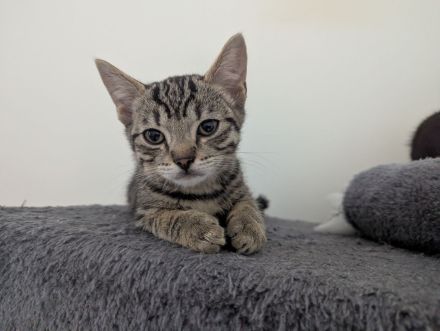 3 Monate Baby Kitten Bengal /BKH Mix