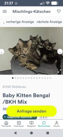 3 Monate Baby Kitten Bengal /BKH Mix