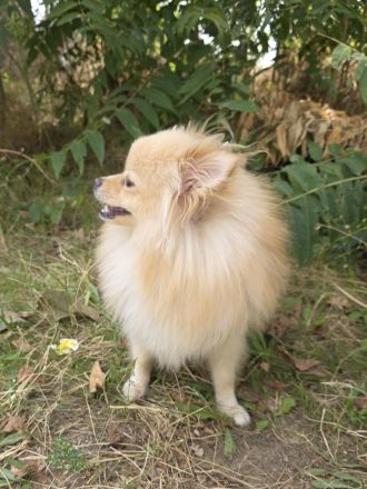 Pomeranien Mädchen Aira