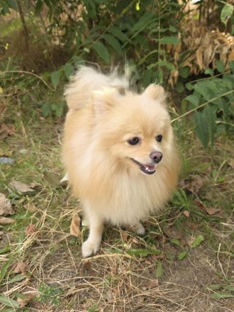 Pomeranien Mädchen Aira