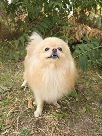 Pomeranien Mädchen Aira