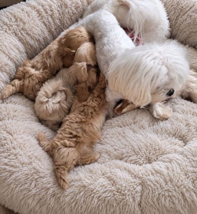 Traumhaft schöne Maltipoo Welpen