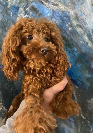 Traumhaft schöne Maltipoo Welpen