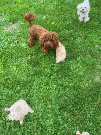 Traumhaft schöne Maltipoo Welpen