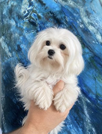 Traumhaft schöne Maltipoo Welpen
