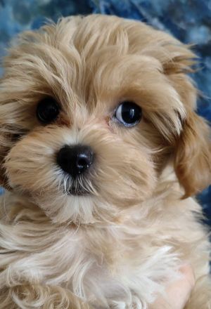 Traumhaft schöne Maltipoo Welpen
