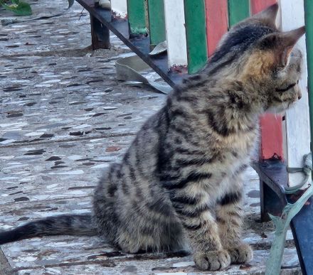 Bezaubernder Bengal-Mix-Kater mit außergewöhnlicher Fellzeichnung sucht liebevolles Zuhause