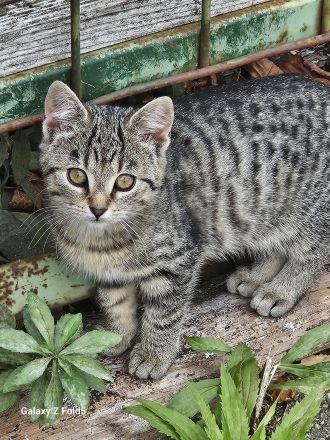 Bezaubernder Bengal-Mix-Kater mit außergewöhnlicher Fellzeichnung sucht liebevolles Zuhause