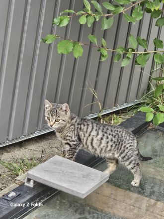Bezaubernder Bengal-Mix-Kater mit außergewöhnlicher Fellzeichnung sucht liebevolles Zuhause